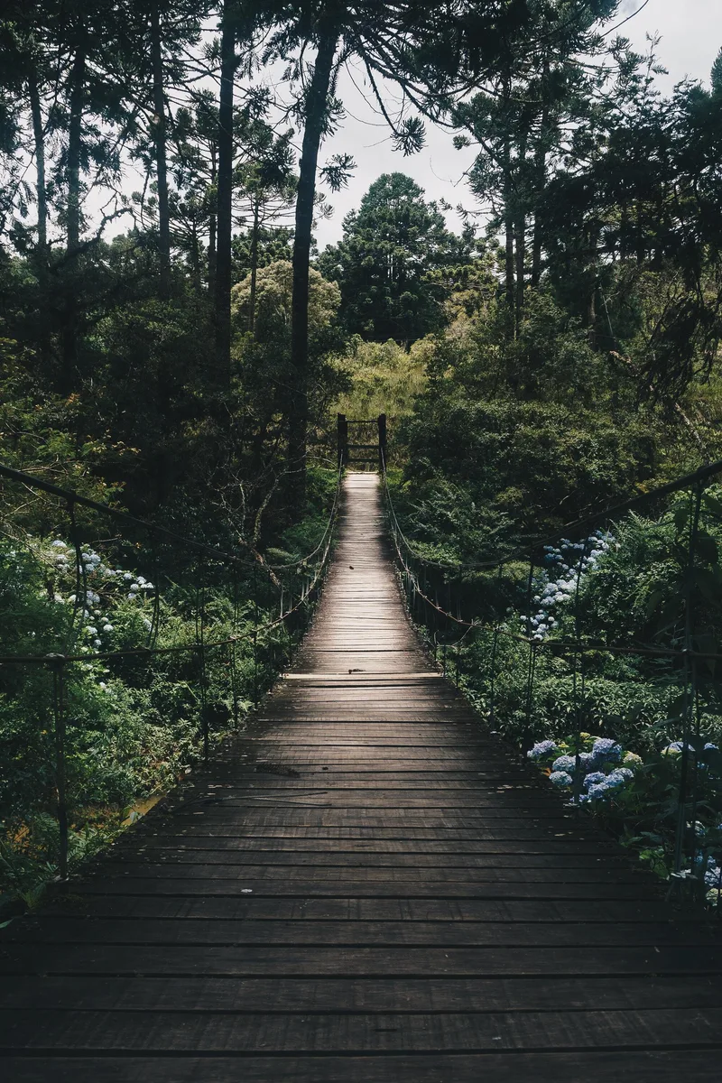 Forest (itch) (Soikass666)